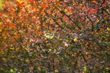 Fototapeta premium autumn leaves background