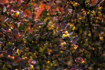 Berberis thunbergii japanese barberry ornamental flowering shrub, beautiful small yellow petal flowers in bloom, purple reddish leaves