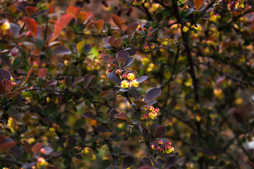 Berberis thunbergii japanese barberry ornamental flowering shrub, beautiful small yellow petal flowers in bloom, purple reddish leaves