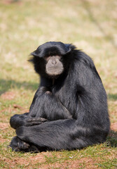 Siamang