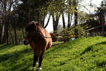 Fototapeta na wymiar horse eats grass on a sunny day in the park
