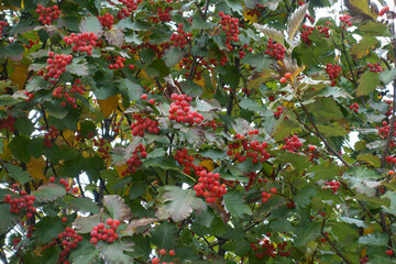 Multiple red berries in the leafage of Sorbus aria in October