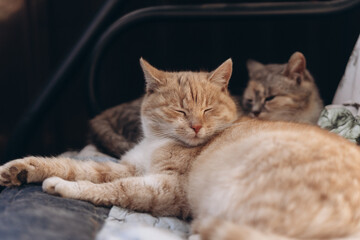 two beautiful cats sleep sweetly together