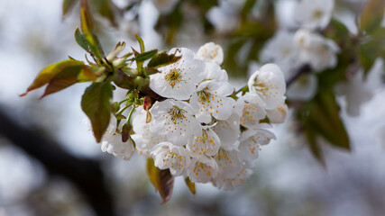 Prunus avium. White oriental cherry. white spring flowers on the tree, in the garden. cherry blossoms. natural background. idea of the spring awakening. close-up