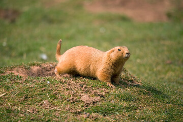 Black-Tailed Prairie Dog
