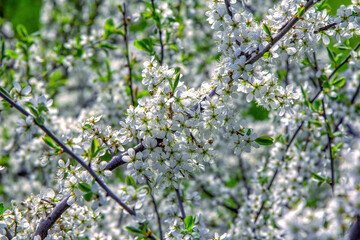 Beautiful blooming apricot tree branches with white flowers growing in a garden. Spring nature background.