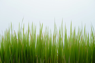 Fototapeta na wymiar Morning dew on the tops of the morning grass. 
