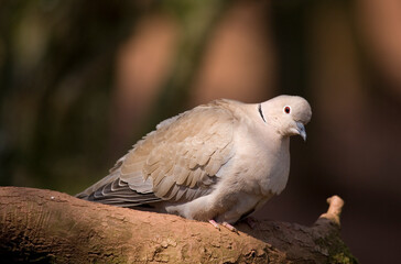 Collared Dove