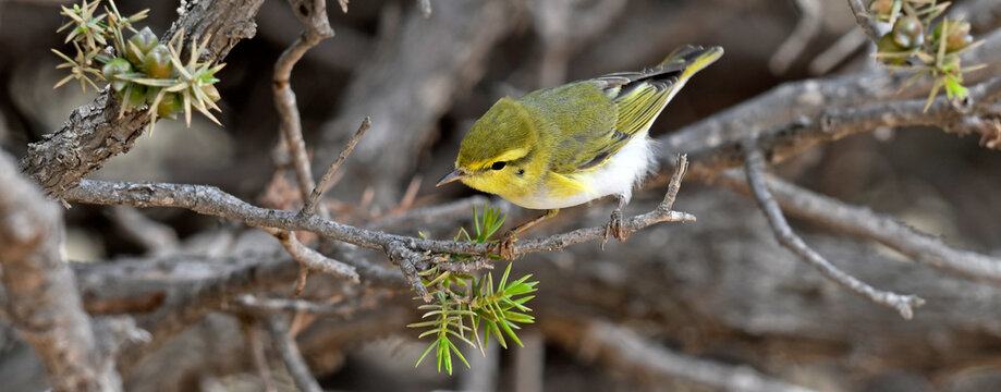 Wood warbler // Waldlaubs&auml;nger (Phylloscopus sibilatrix) 