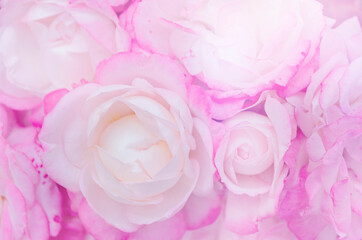 pastel light pink roses in soft color and blur style for background