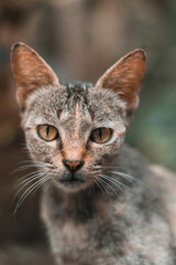 close up portrait of a cat
