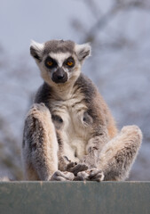 Ring Tailed Lemur