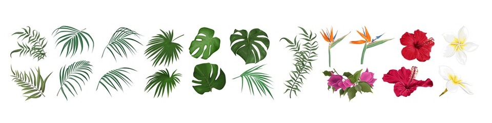Vector set of tropical flowers and leaves. Hibiscus, monstera, palm leaves, bougainvillea, strelitzia, frangipani. Flowers and leaves on a white background. © Alena