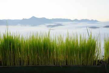 Obraz premium Morning dew on the tops of the morning grass. 