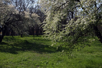 flowering trees in the park