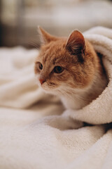 Fototapeta na wymiar cute ginger cat sleeping comfortably in a blanket, photo noise, grain filter