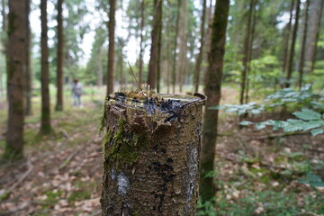 Wood that decomposes due to moisture and is attacked by fungi,