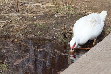 duck drinking from a stream