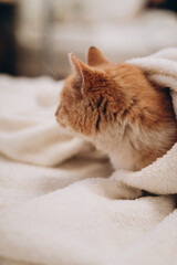 cute ginger cat sleeping comfortably in a blanket, photo noise, grain filter