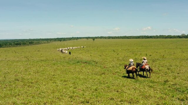 cowboys brazil backcountry cows catttle hourse riding cows aerial outdoors 4k