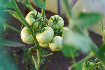 Green tomatoes growing on the branch with green leaves gardening. High quality photo