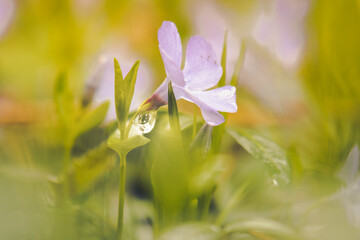 Bl&uuml;hte mit Wassertropfen