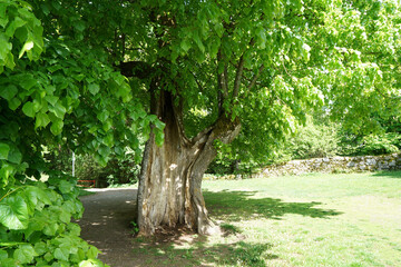 Wood that decomposes due to moisture and is attacked by fungi,