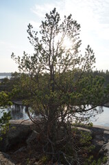 Ladoga skerries beauty of wild nature