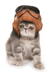 kitten wearing vintage raf helmet and googles
