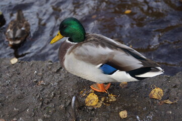 Cute little duck on the seashore in Petrozavodsk