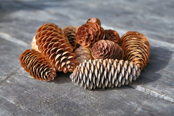 Naklejka premium A bunch of dry fir cones on the background of old wooden boards close-up.