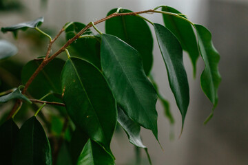 green leaves of ficus benjamin close up