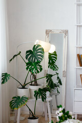 minimalistic rectangular mirror with plants