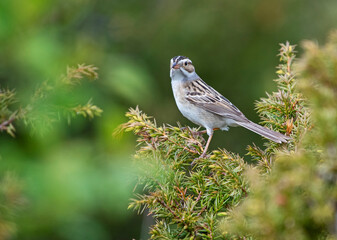 Obraz premium Clay-colored sparrow
