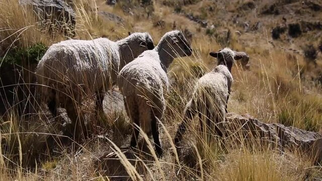 Mountain sheep from Cordillera Real, Andes, Bolivia