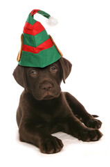 Labrador puppy wearing an elf christmas hat isolated on a white background