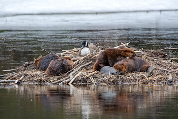 Canada Goose nesting on a beaver lodge - obrazy, fototapety, plakaty