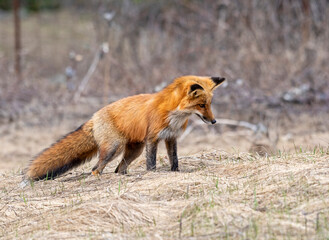 red fox in the wild