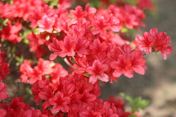 Most very beautiful flowers and nature