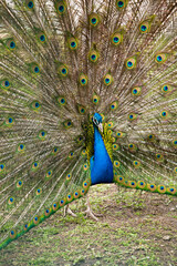 Obraz premium peacock dissolved his beautiful tail