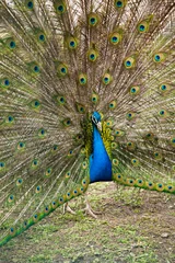 Fotobehang peacock dissolved his beautiful tail © Alexey Cherenkov