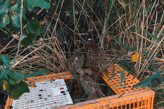 The Pheasants Are Released From The Cage Into Nature. Beautiful Wild Pheasants