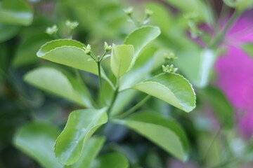 Most very beautiful flowers and nature