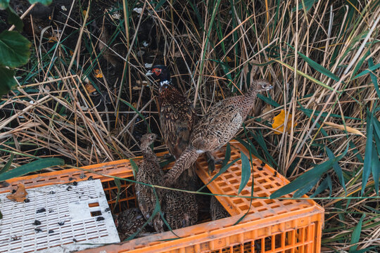 The Pheasants Are Released From The Cage Into Nature. Beautiful Wild Pheasants