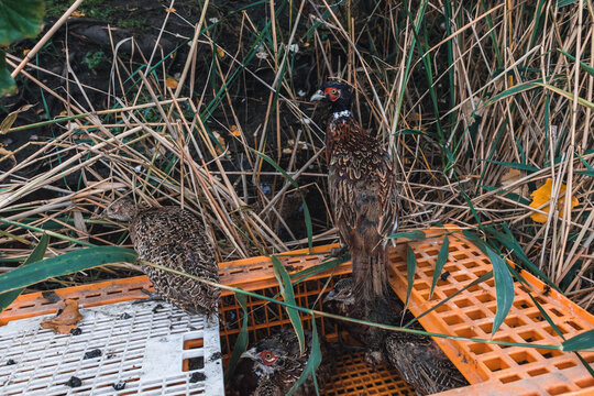 The Pheasants Are Released From The Cage Into Nature. Beautiful Wild Pheasants