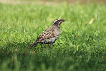 Perfil, retrato de lloica. El sol le da de frente y se demuestra sus aspectos diferenciadores como el rojo en su cuello de costado y su supercilio.