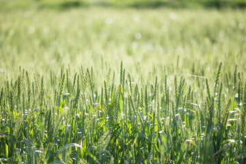 逆光で輝く若い麦