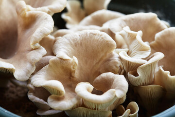 Austernseitlinge; Pilze;  Pleurotus ostreatus