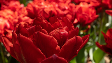 red and yellow tulip