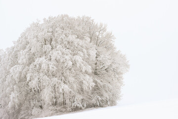 Baum,Schnee, Winter, kalt,eisig